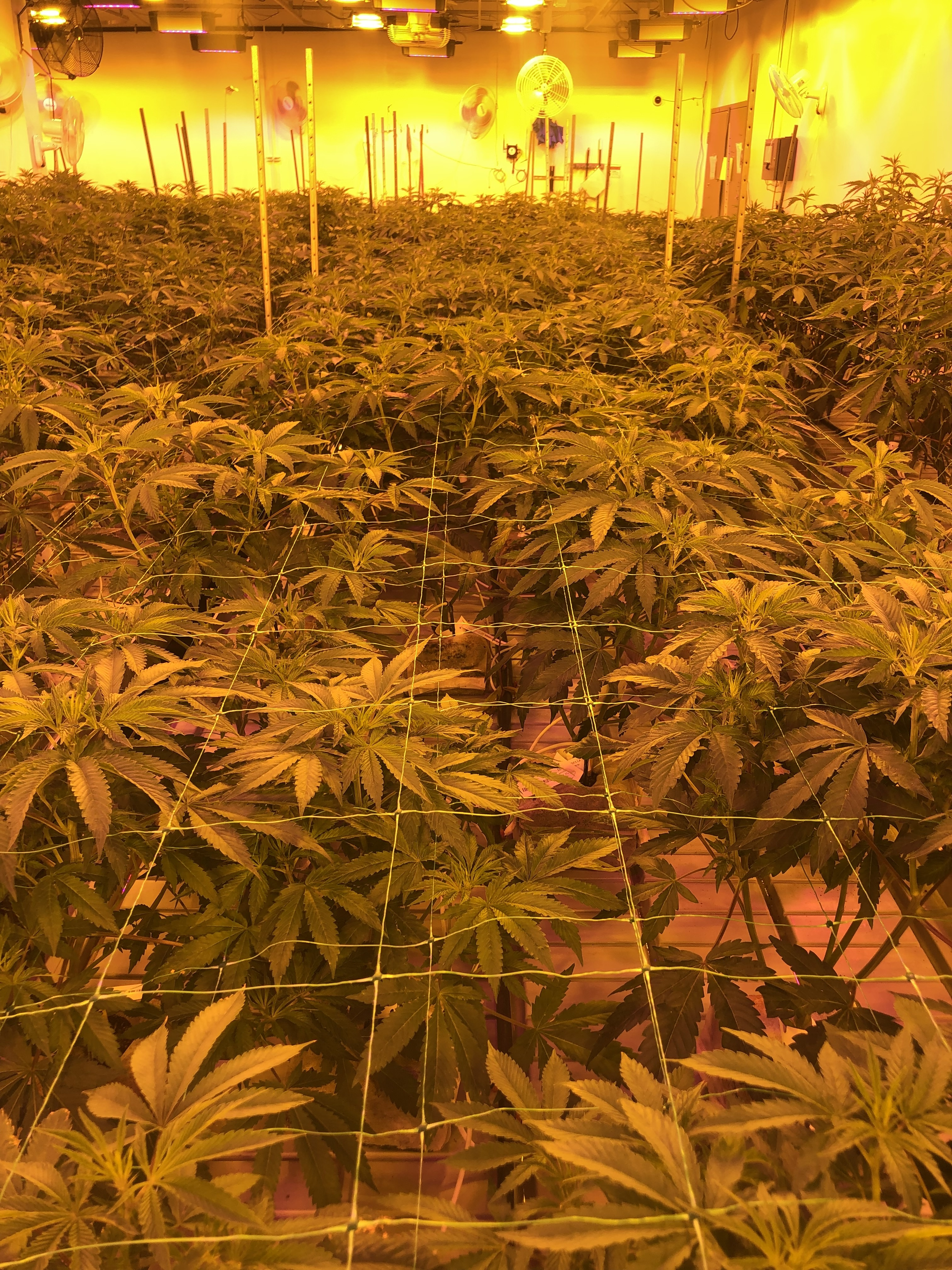 Flower Room Overview